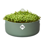 magic microgreens leaf green